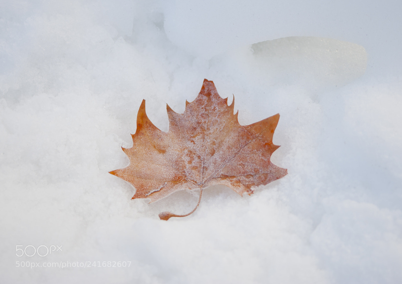 Nikon D700 sample photo. Frozen leaf photography