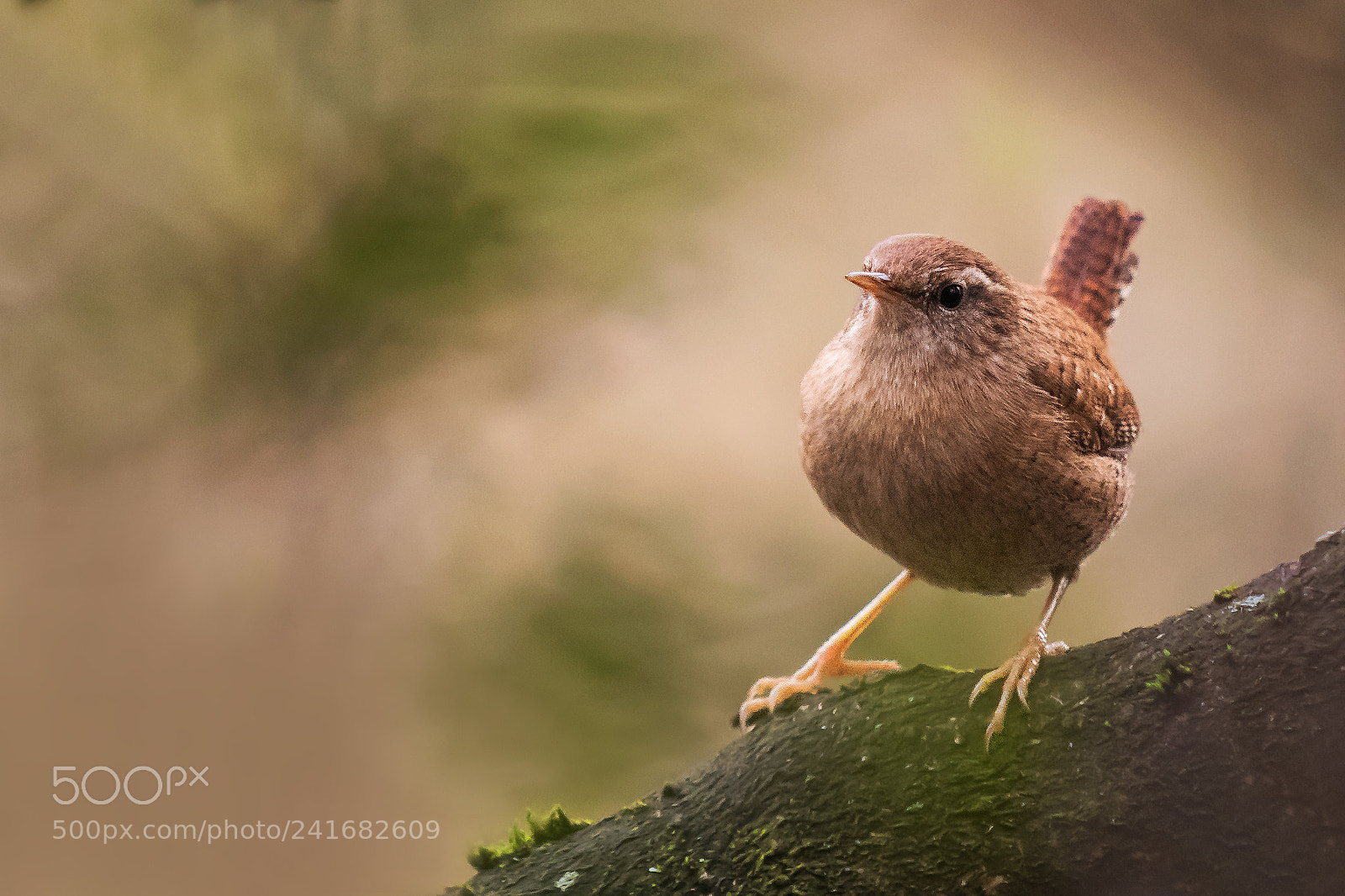 Nikon D500 sample photo. Wren (troglodytes) photography