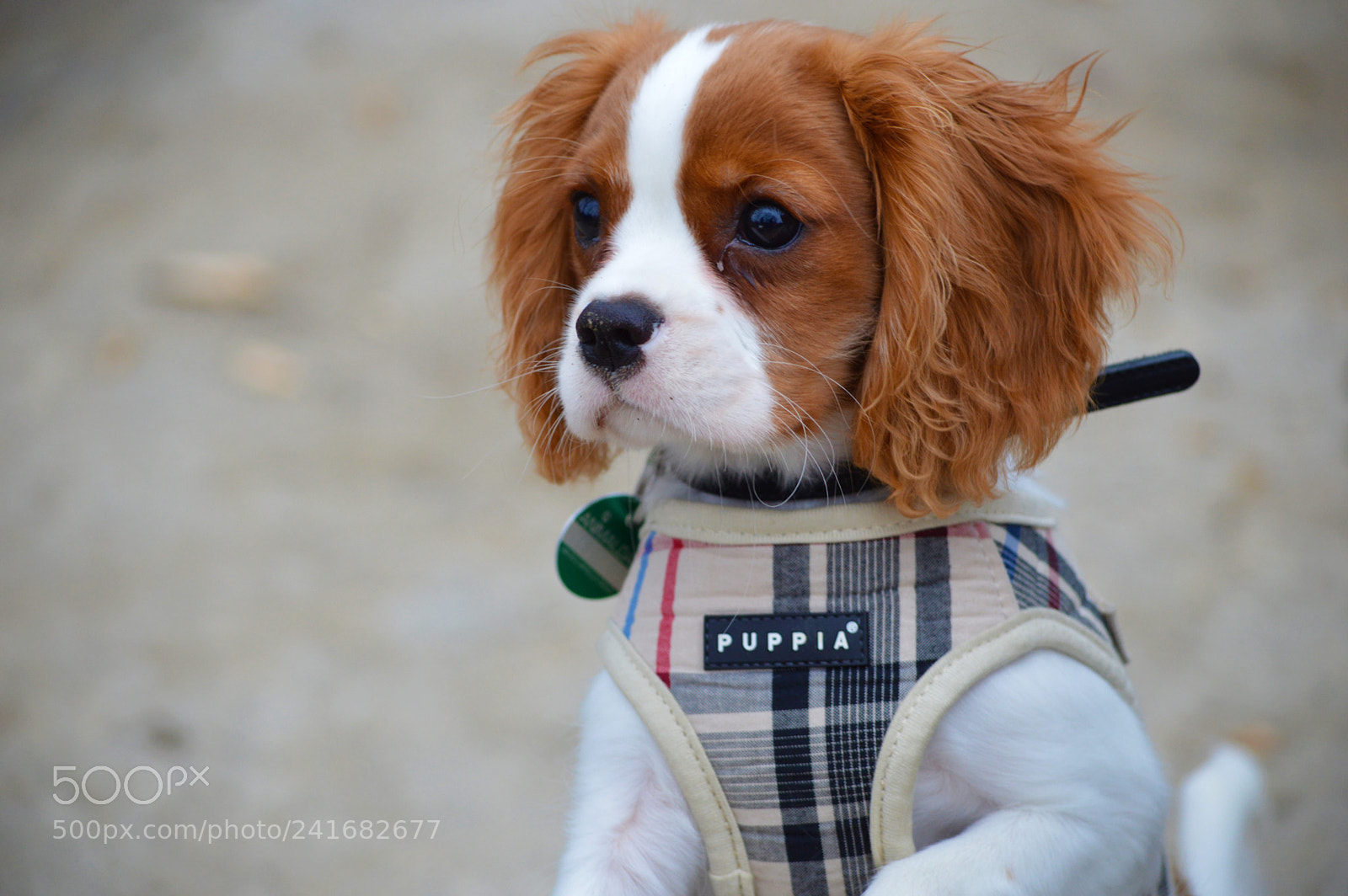 Nikon D3200 sample photo. Jamie the cavalier photography