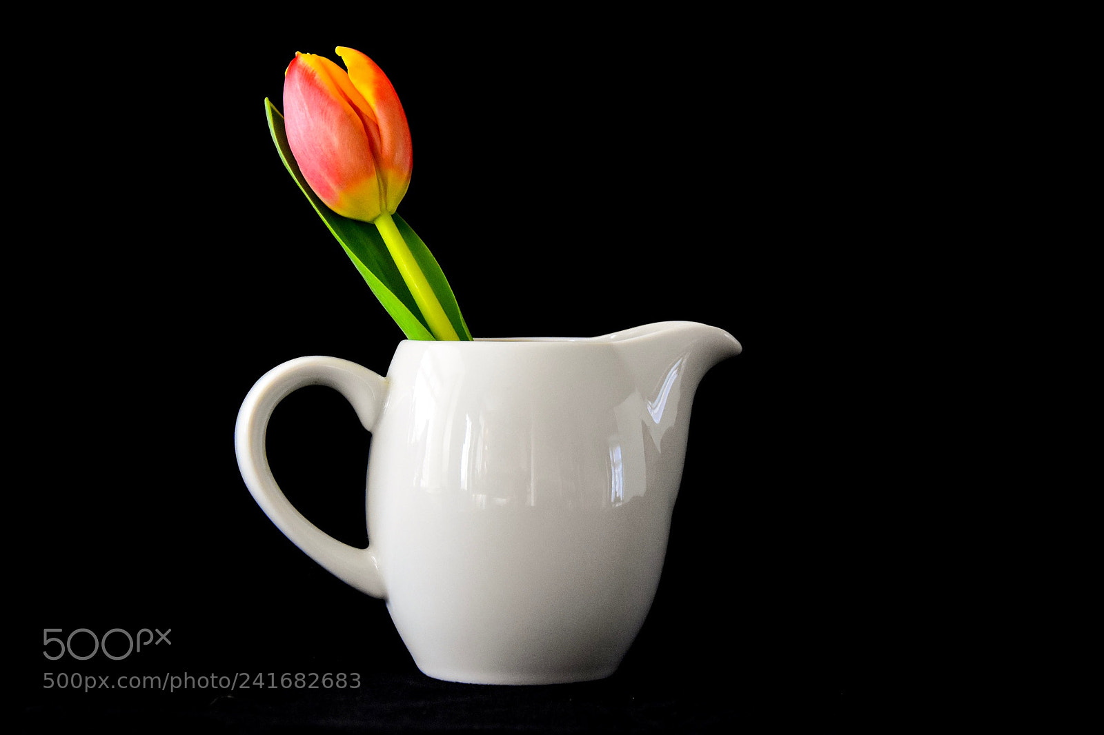 Nikon D5500 sample photo. Tulip photography