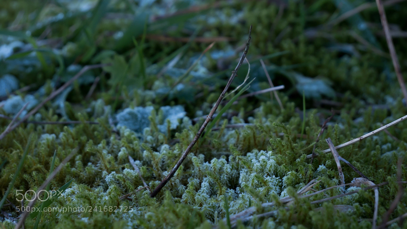 Panasonic Lumix DMC-G85 (Lumix DMC-G80) sample photo. Frozen grass photography