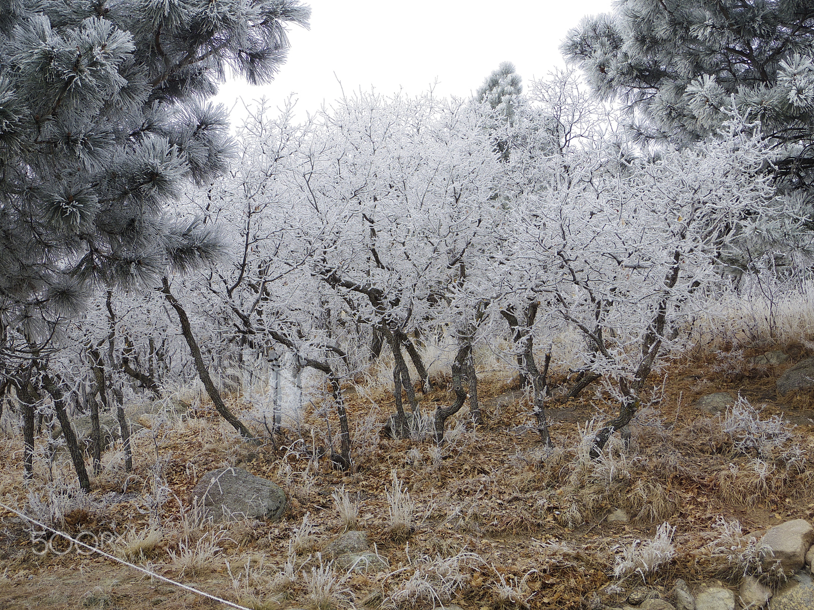 Pentax Q-S1 sample photo. Snow flocked trees photography