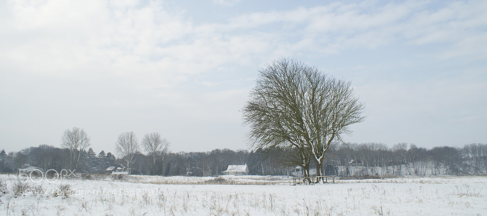 Sony SLT-A58 sample photo. Winterpastels photography