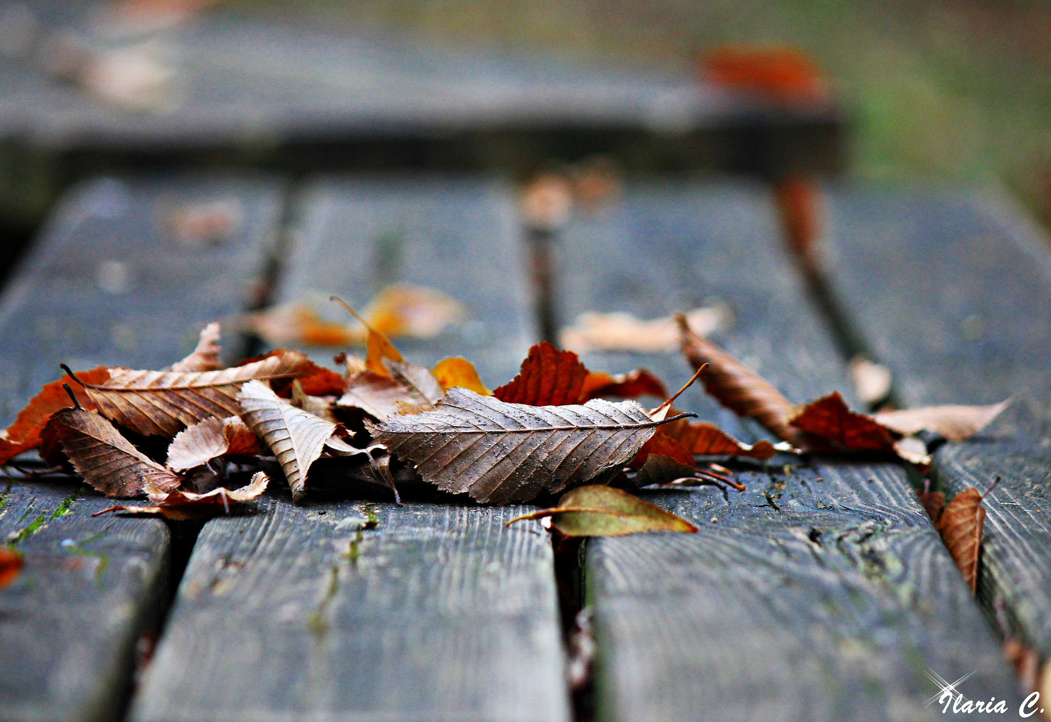 Canon EF-S 55-250mm F4-5.6 IS II sample photo. Nature photography