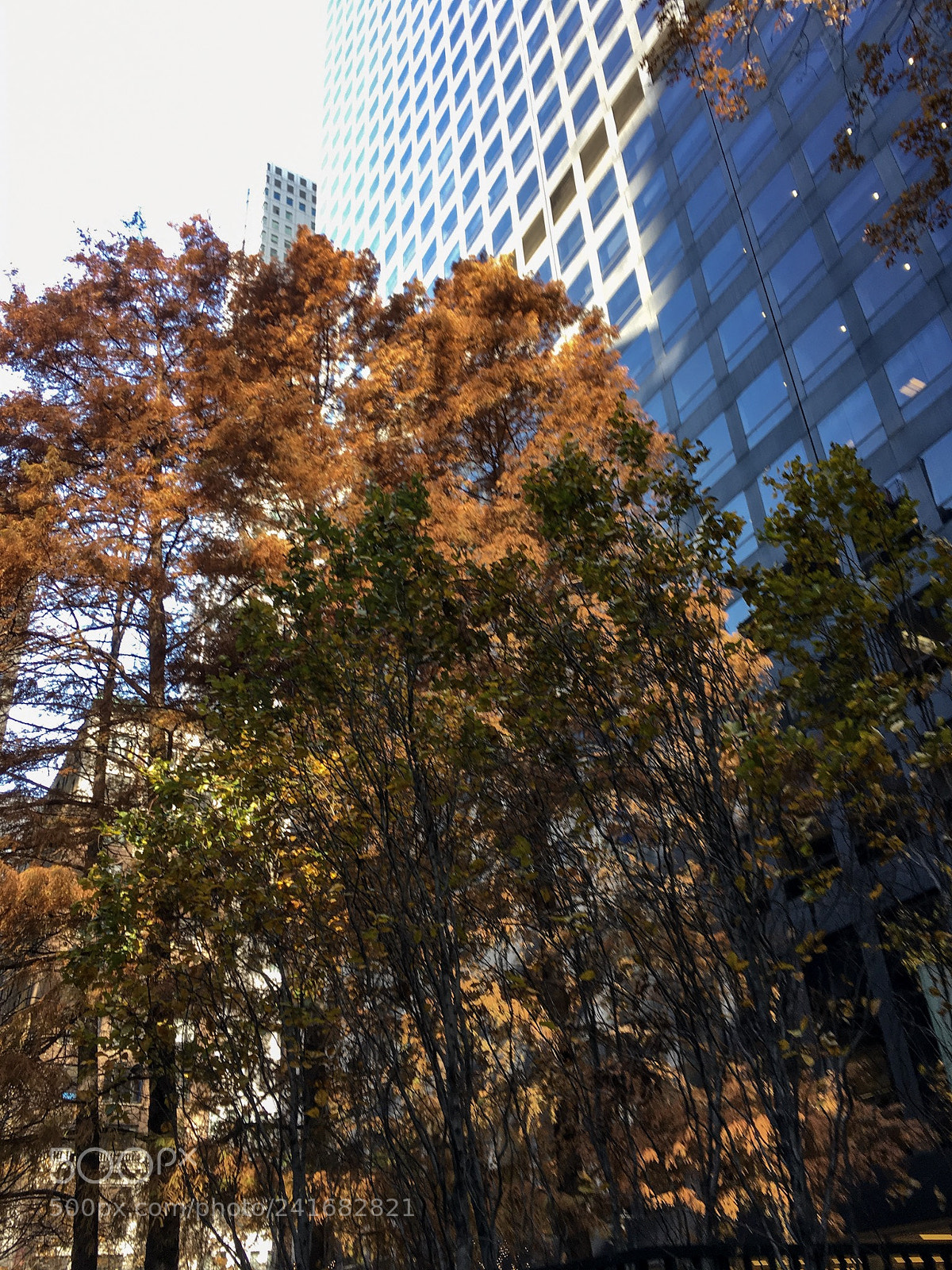 Apple iPhone 6s sample photo. Trees in the city photography