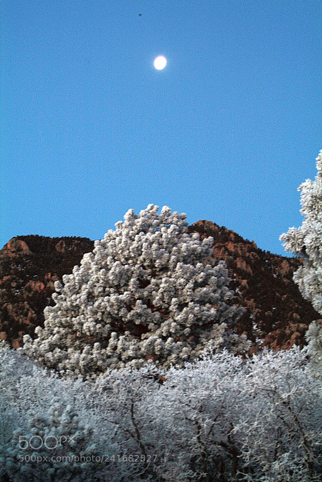 Fujifilm FinePix S3 Pro sample photo. Snow flocked trees photography