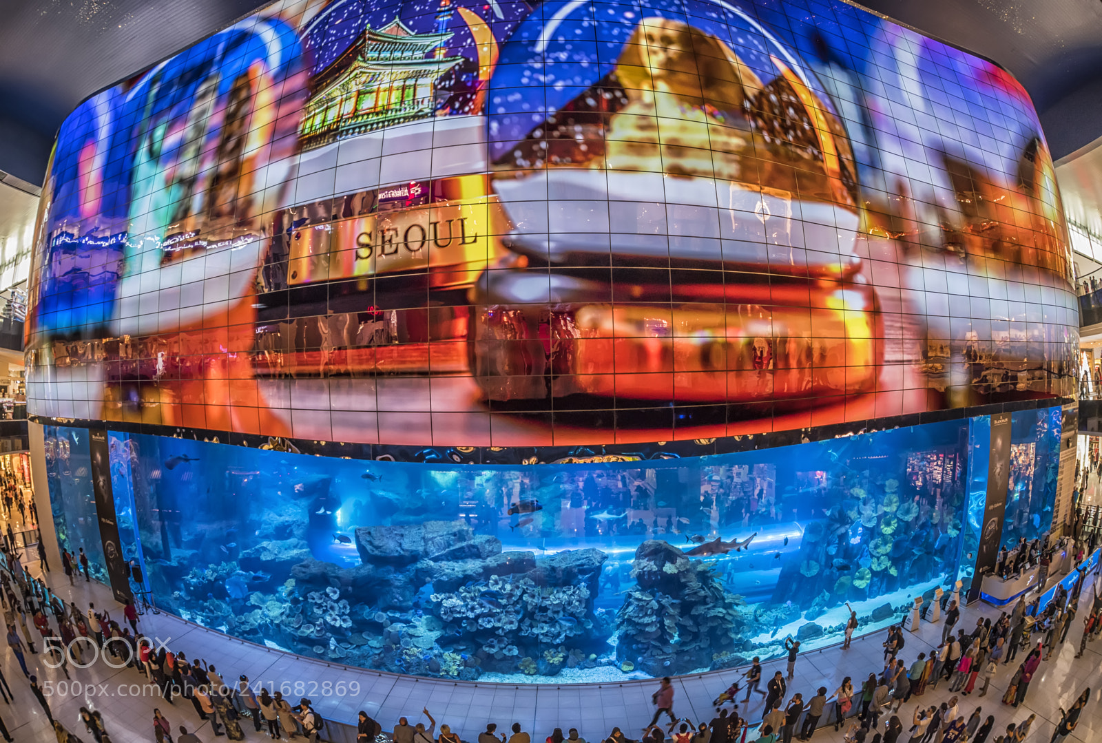 Nikon D5 sample photo. Acquarium photography