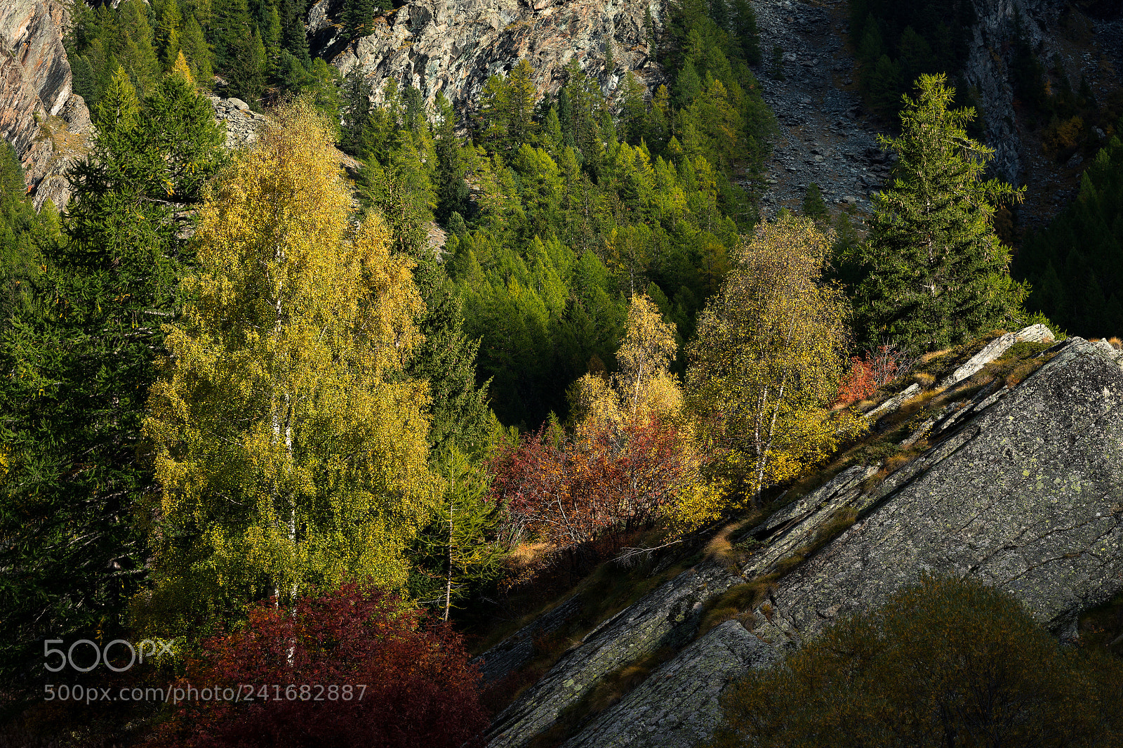 Sony a7R sample photo. Waldweg neu photography