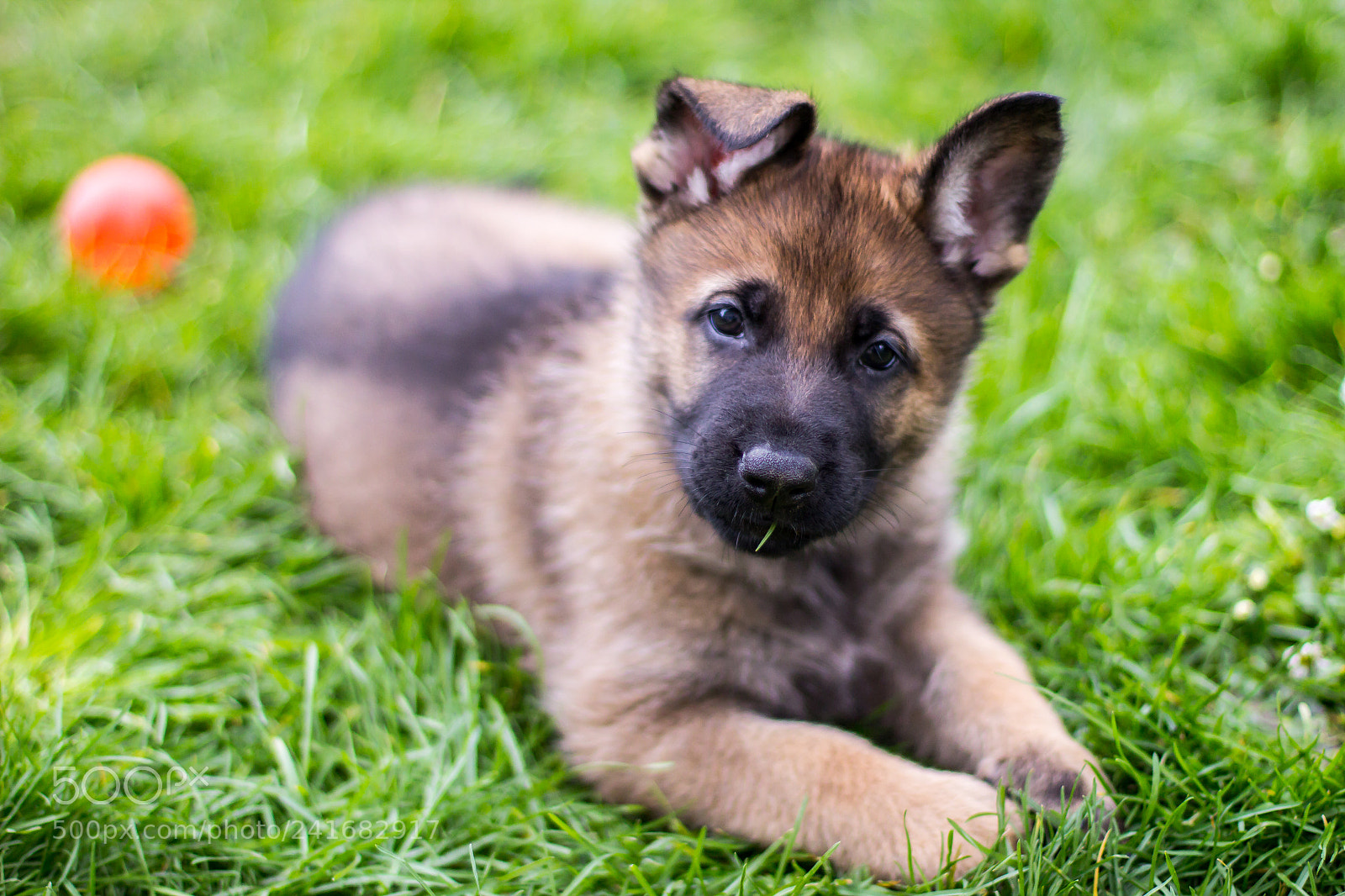 Canon EOS 1200D (EOS Rebel T5 / EOS Kiss X70 / EOS Hi) sample photo. Deutscherschäferhund welpe photography