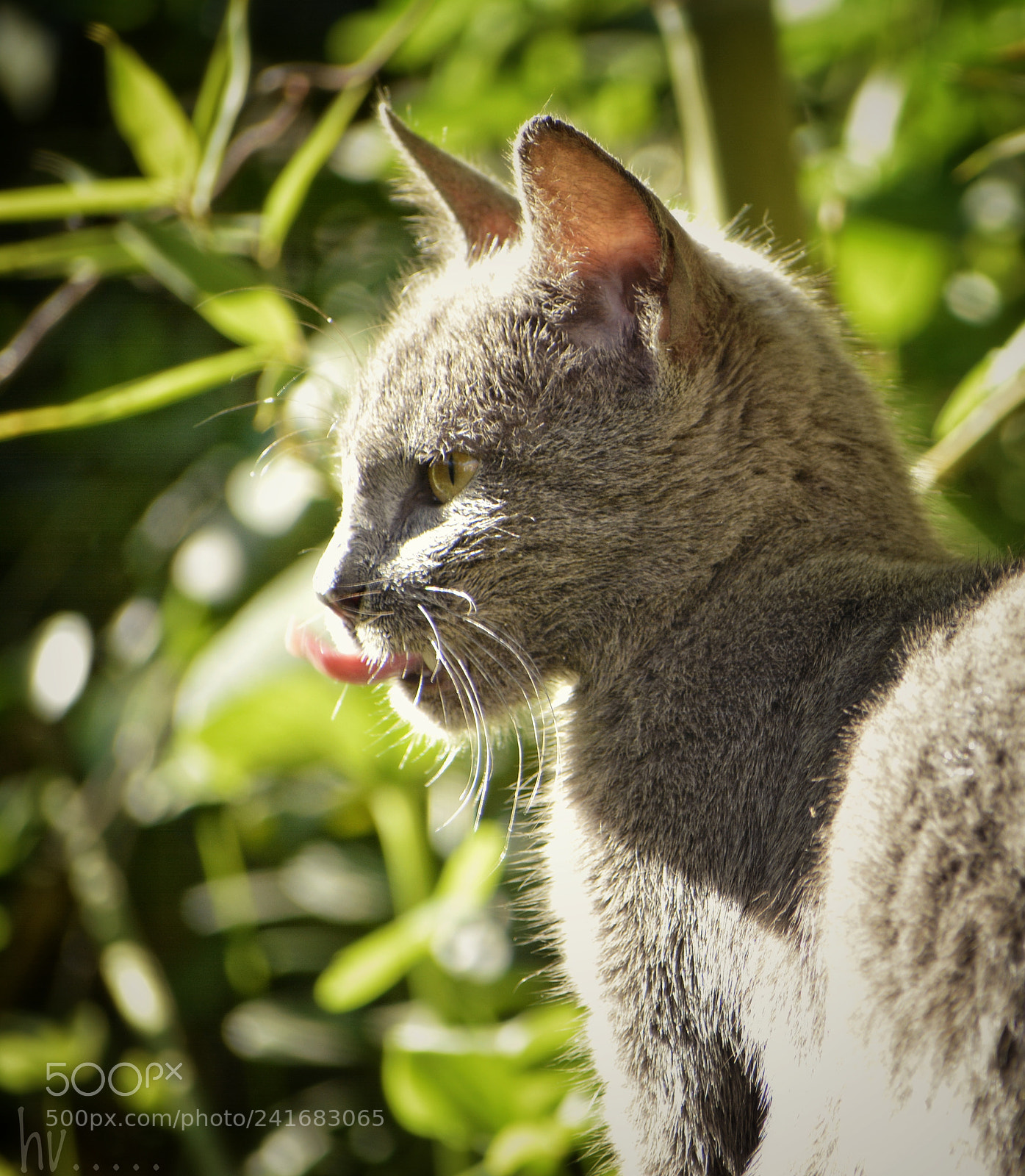 Nikon D7100 sample photo. Milla photography