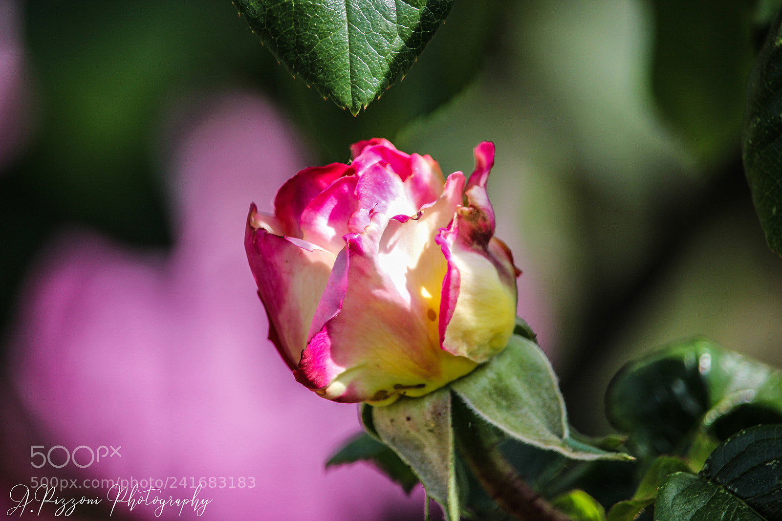 Canon EOS 550D (EOS Rebel T2i / EOS Kiss X4) sample photo. Rose photography