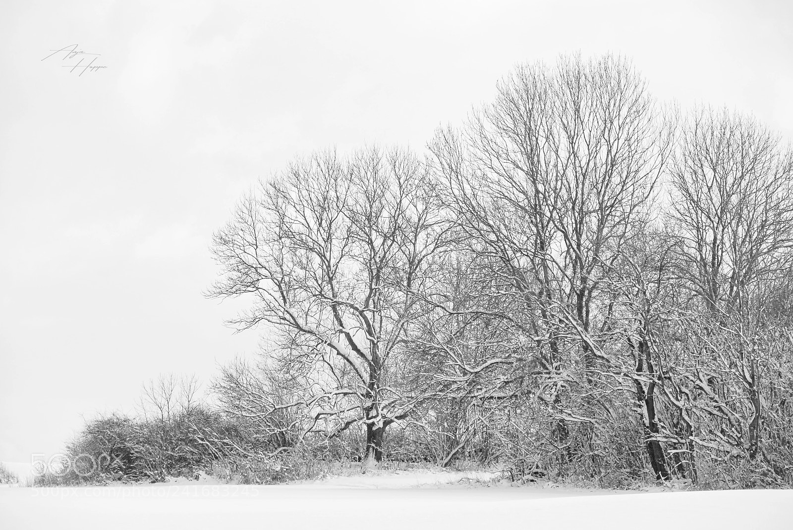 Nikon D80 sample photo. Im schnee photography