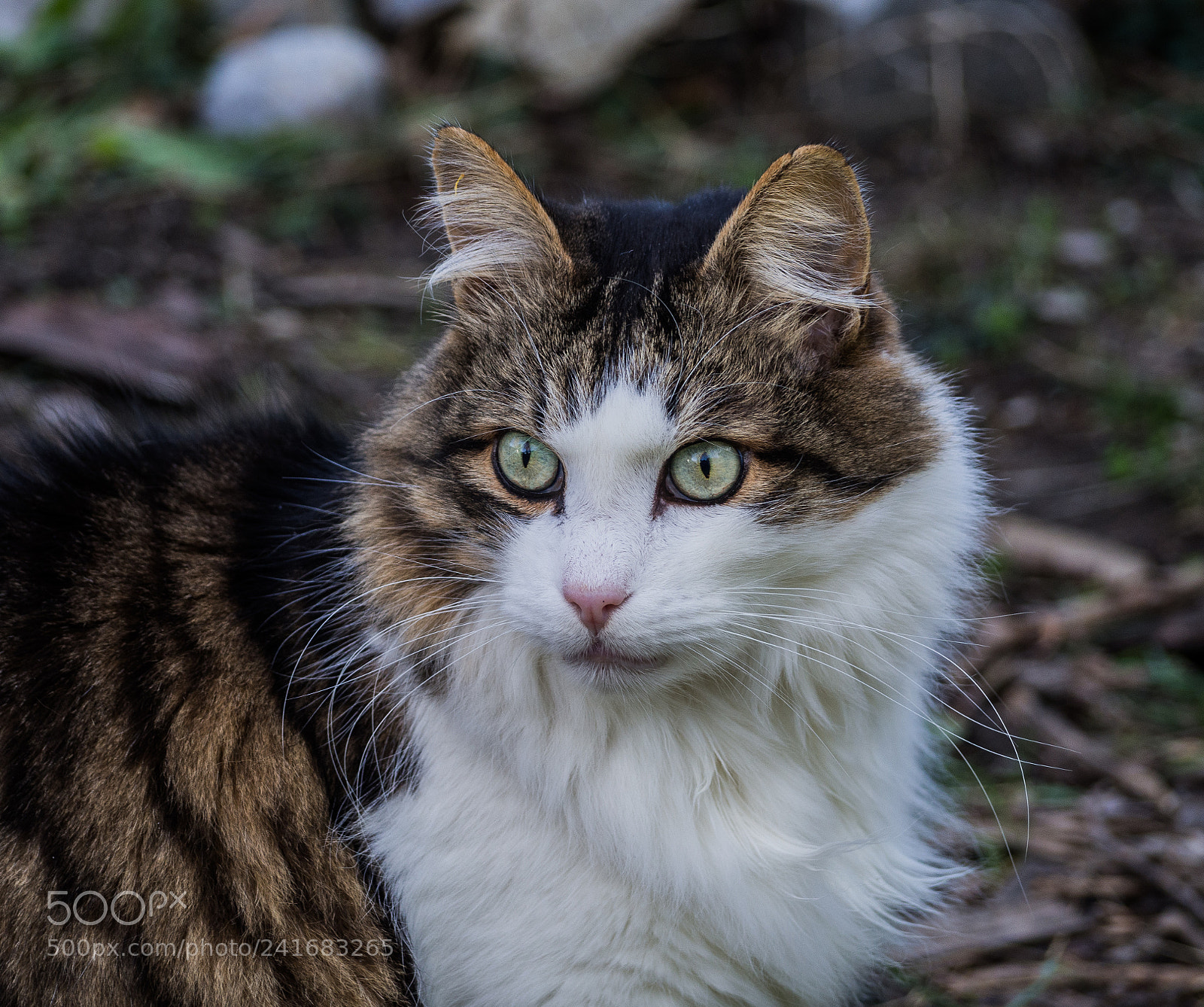 Olympus OM-D E-M10 II sample photo. Beautiful cat photography