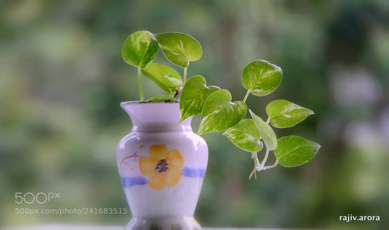 Canon EF-S 18-200mm F3.5-5.6 IS sample photo. Green hope of life photography