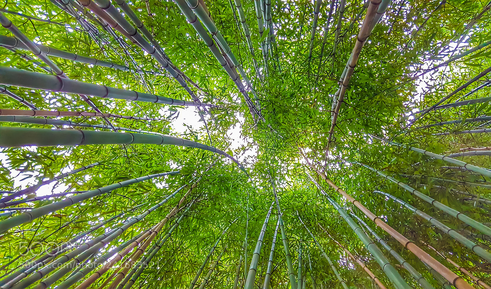 Samsung Galaxy S6 sample photo. Bamboo photography