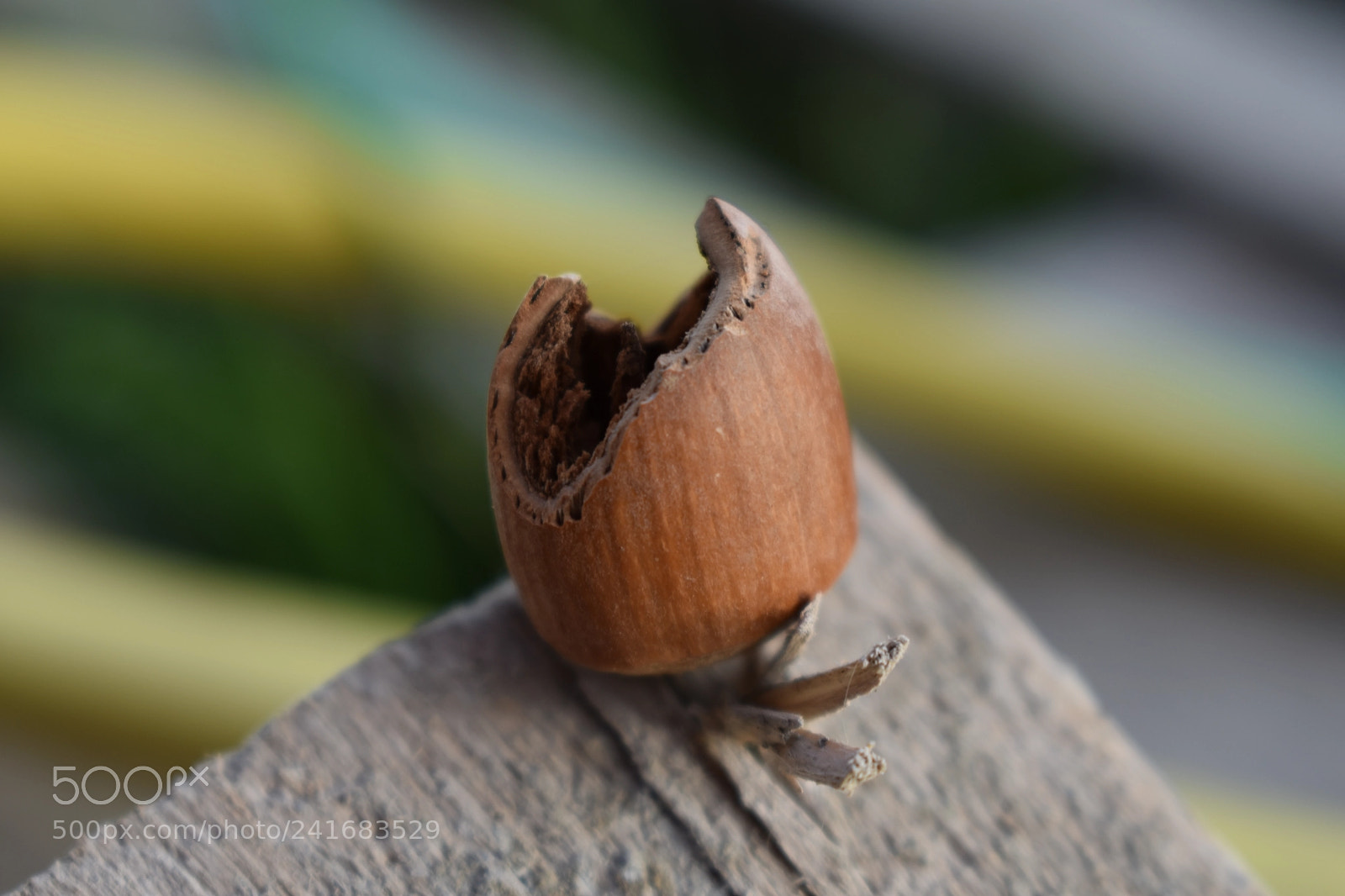 Nikon D3400 sample photo. Hazelnut eaten by a photography