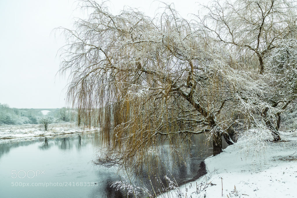 Nikon D810 sample photo. Winter willow photography