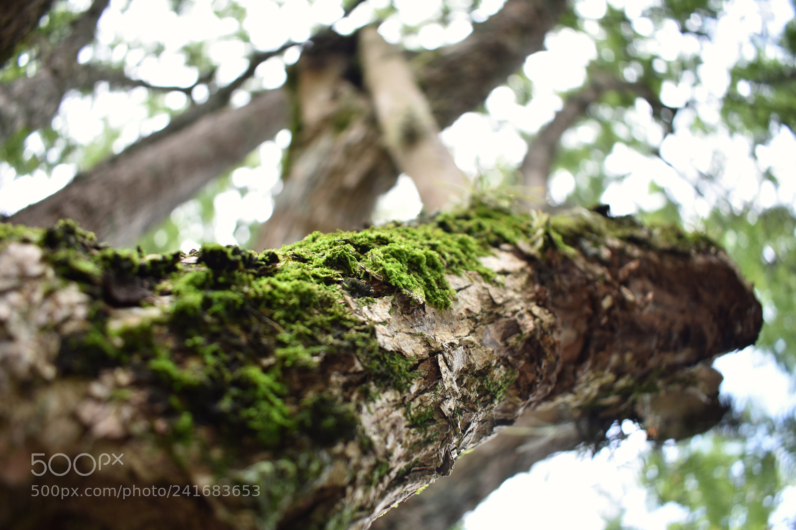 Nikon D3400 sample photo. Musgo photography