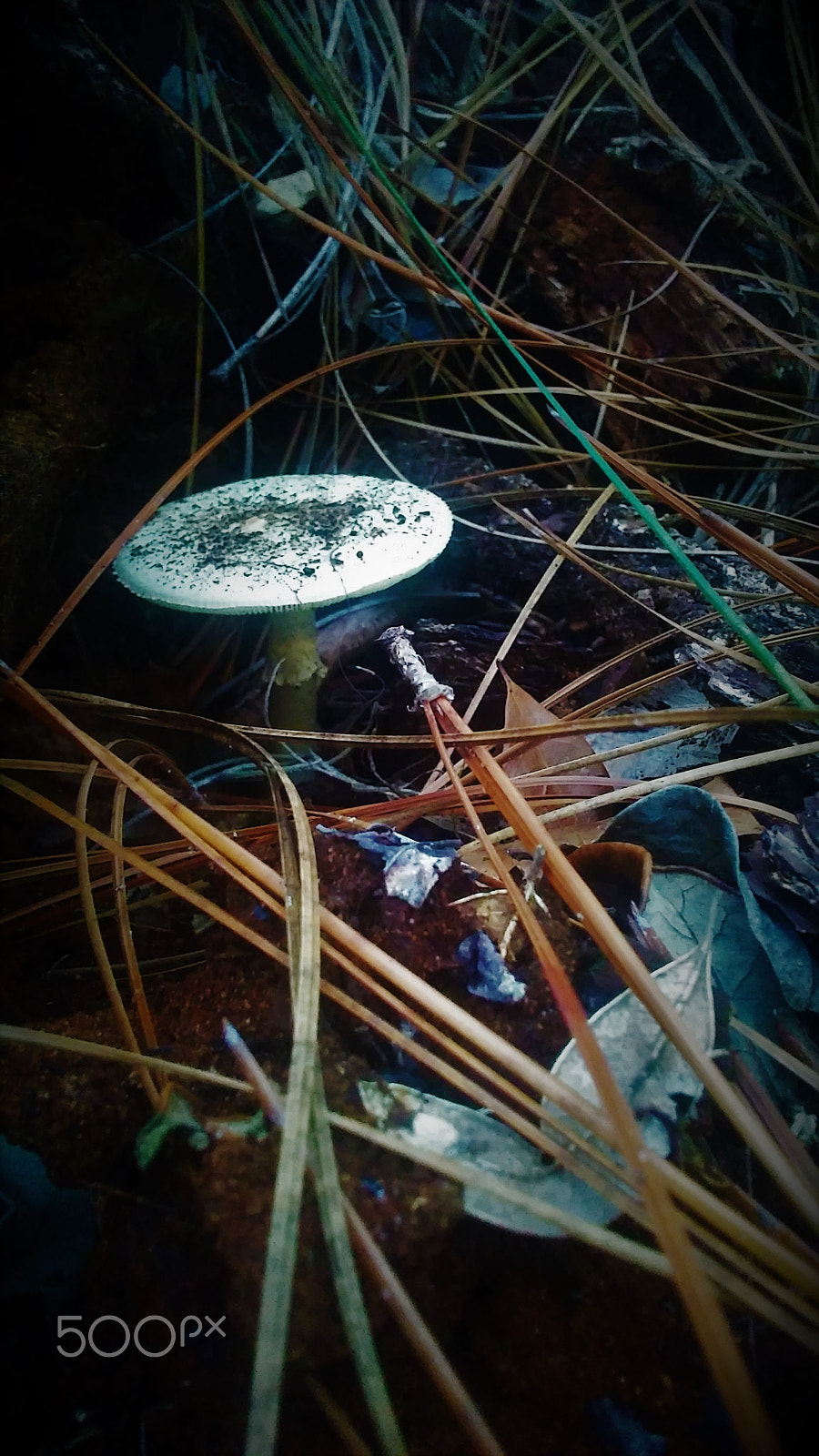 LG Premier sample photo. Fairy table photography