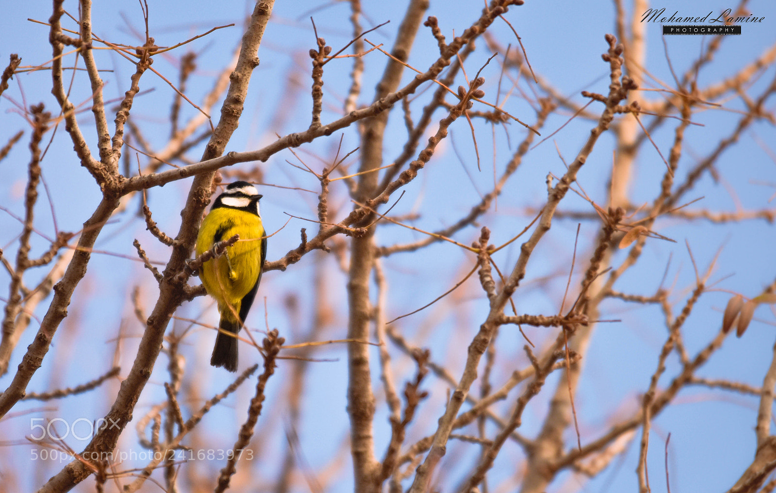Nikon D7200 sample photo. A bird photography