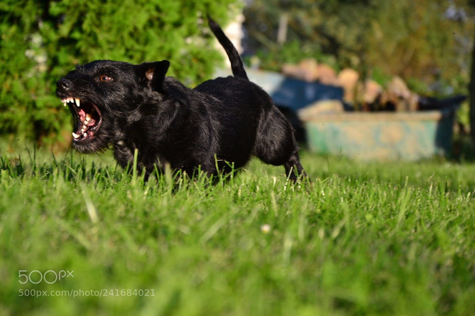 Nikon D3100 sample photo. Fritz a mixture betwen photography