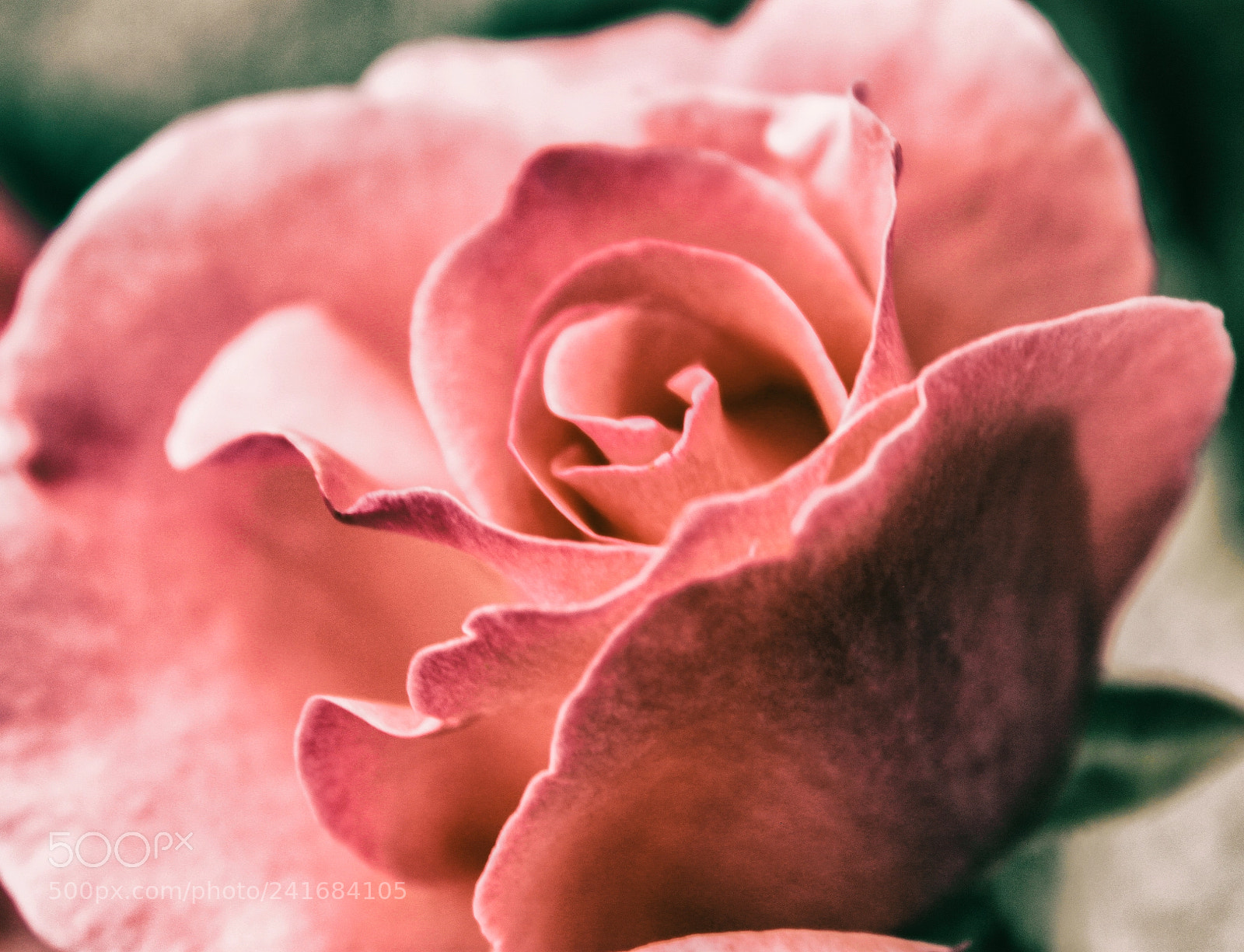 Canon EOS 500D (EOS Rebel T1i / EOS Kiss X3) sample photo. Rose 3 photography