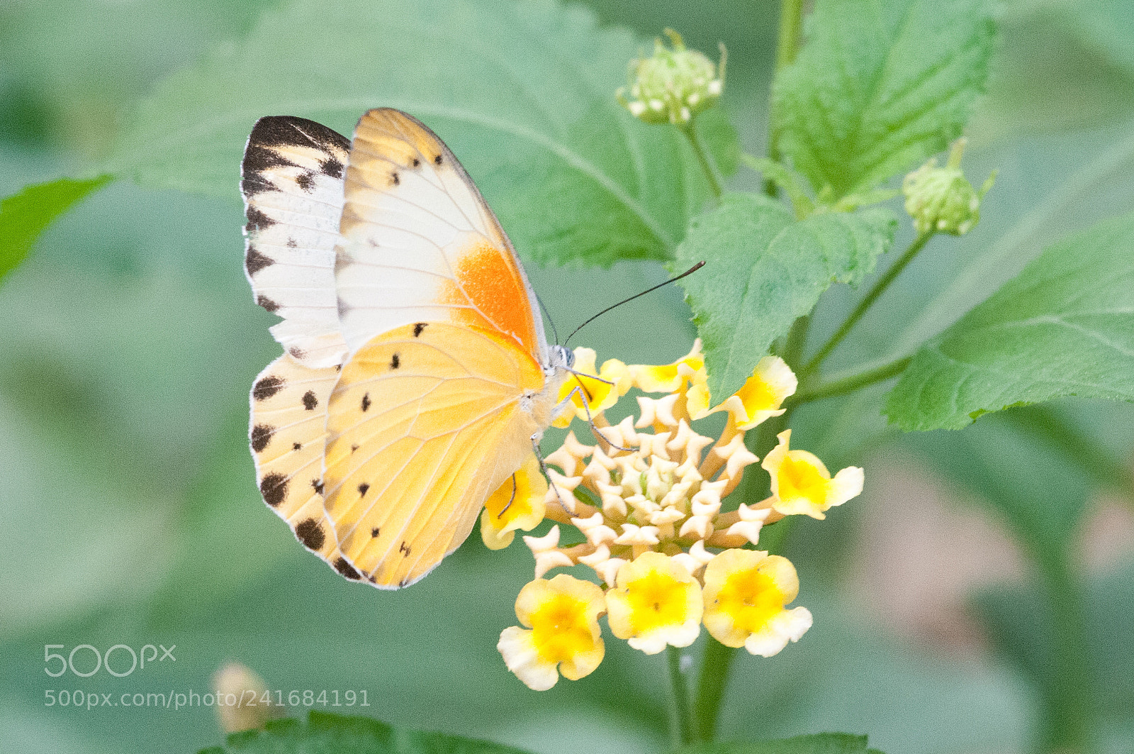 Nikon D300S sample photo. Belenois thysa photography