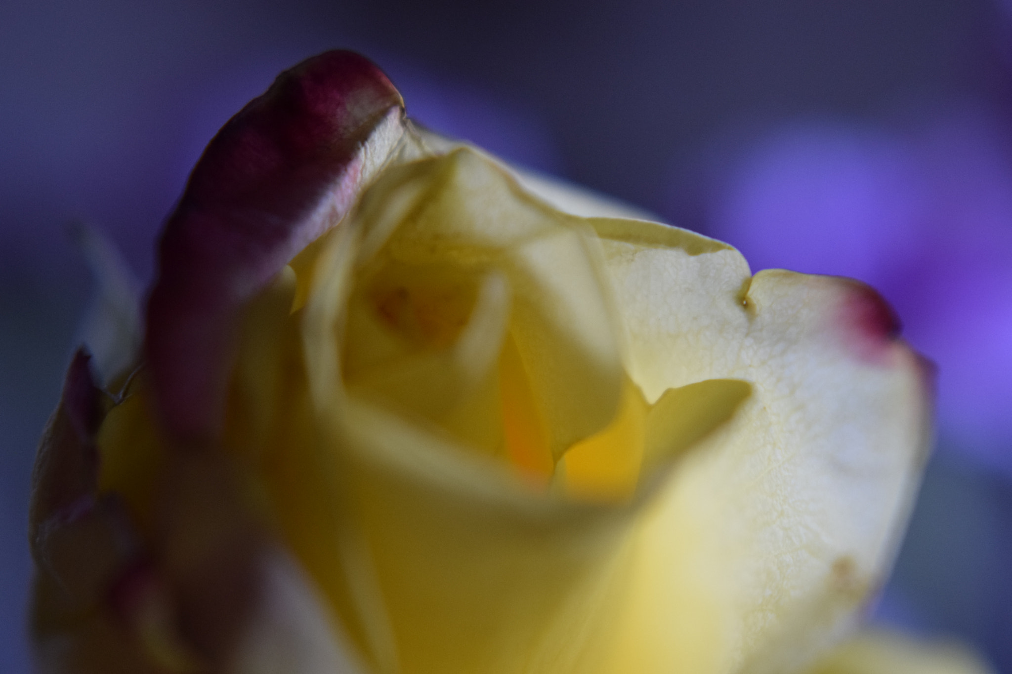 Nikon D3300 + Nikon AF Nikkor 50mm F1.8D sample photo. Delicate petals photography