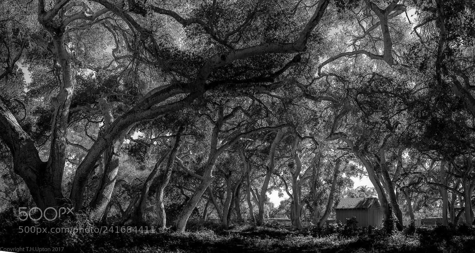 Olympus OM-D E-M1 sample photo. Live oak canopy photography