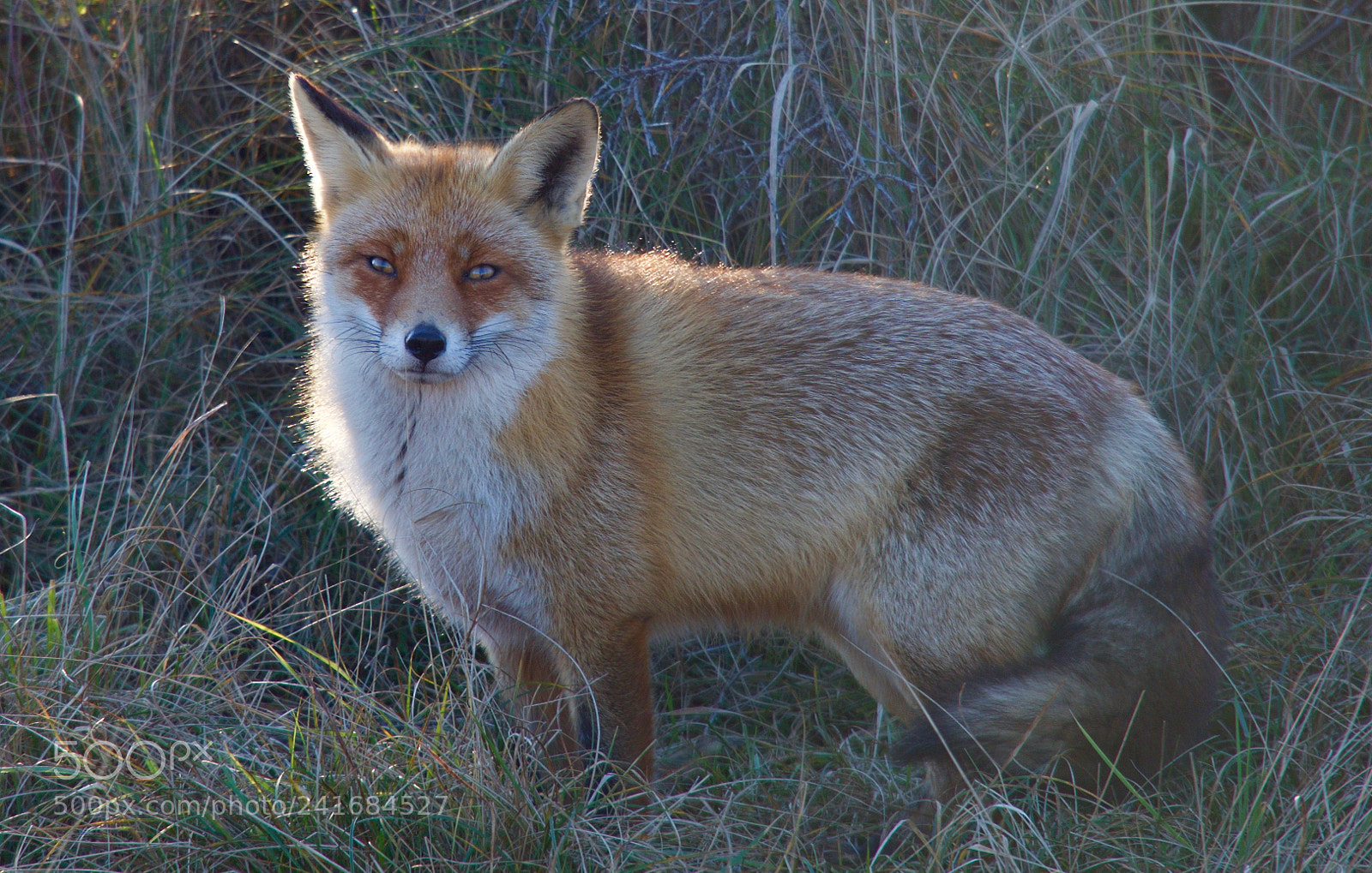 Olympus OM-D E-M10 II sample photo. Fox photography