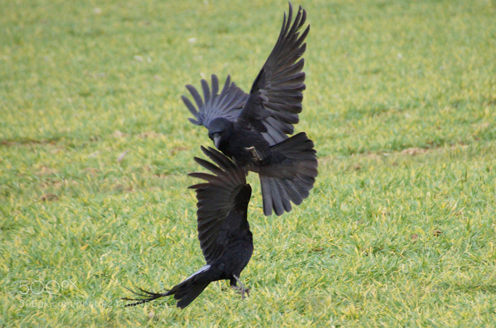 Sony SLT-A58 sample photo. Fighting crows photography
