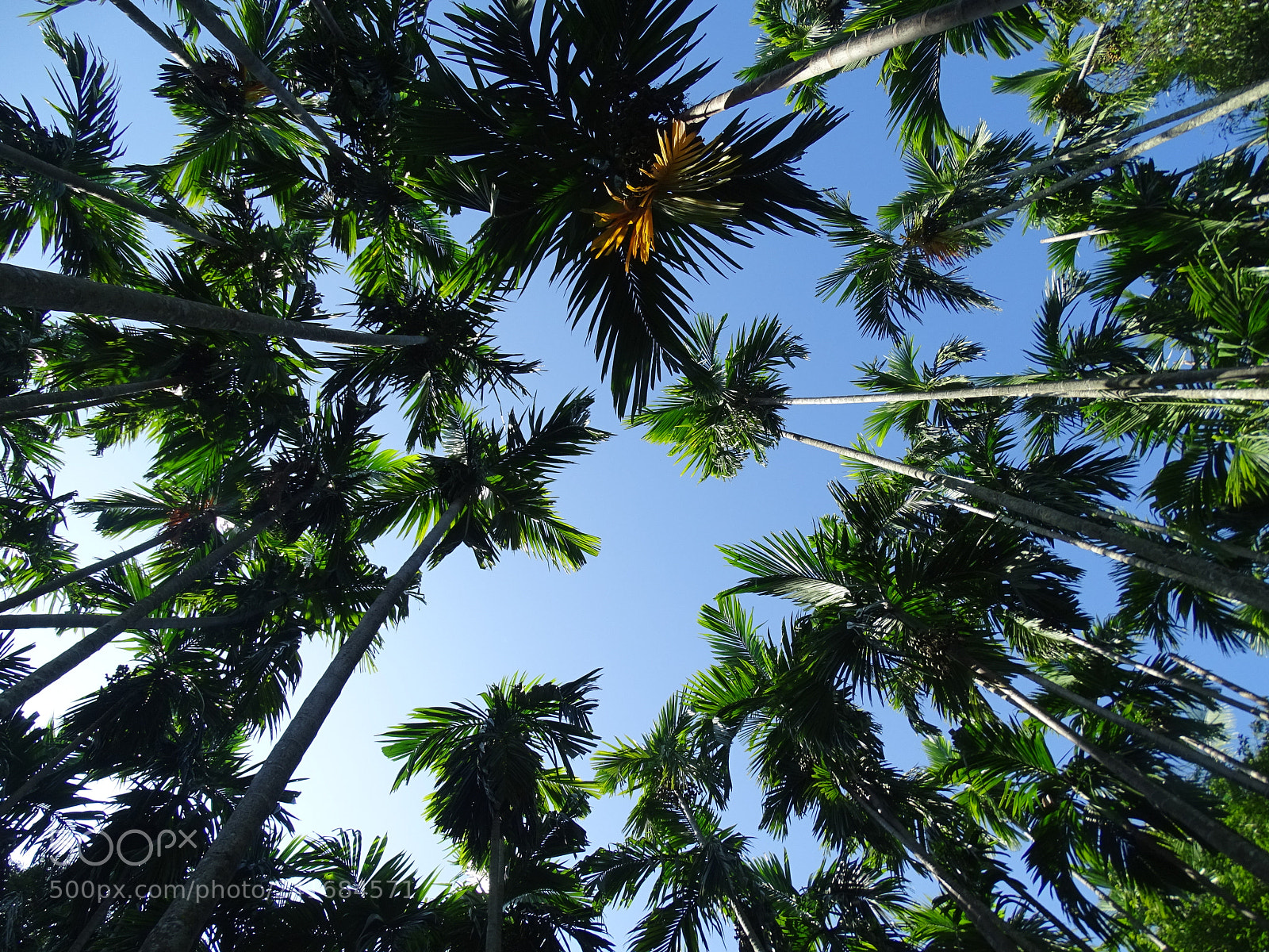 Sony Cyber-shot DSC-HX400V sample photo. Look on top the photography