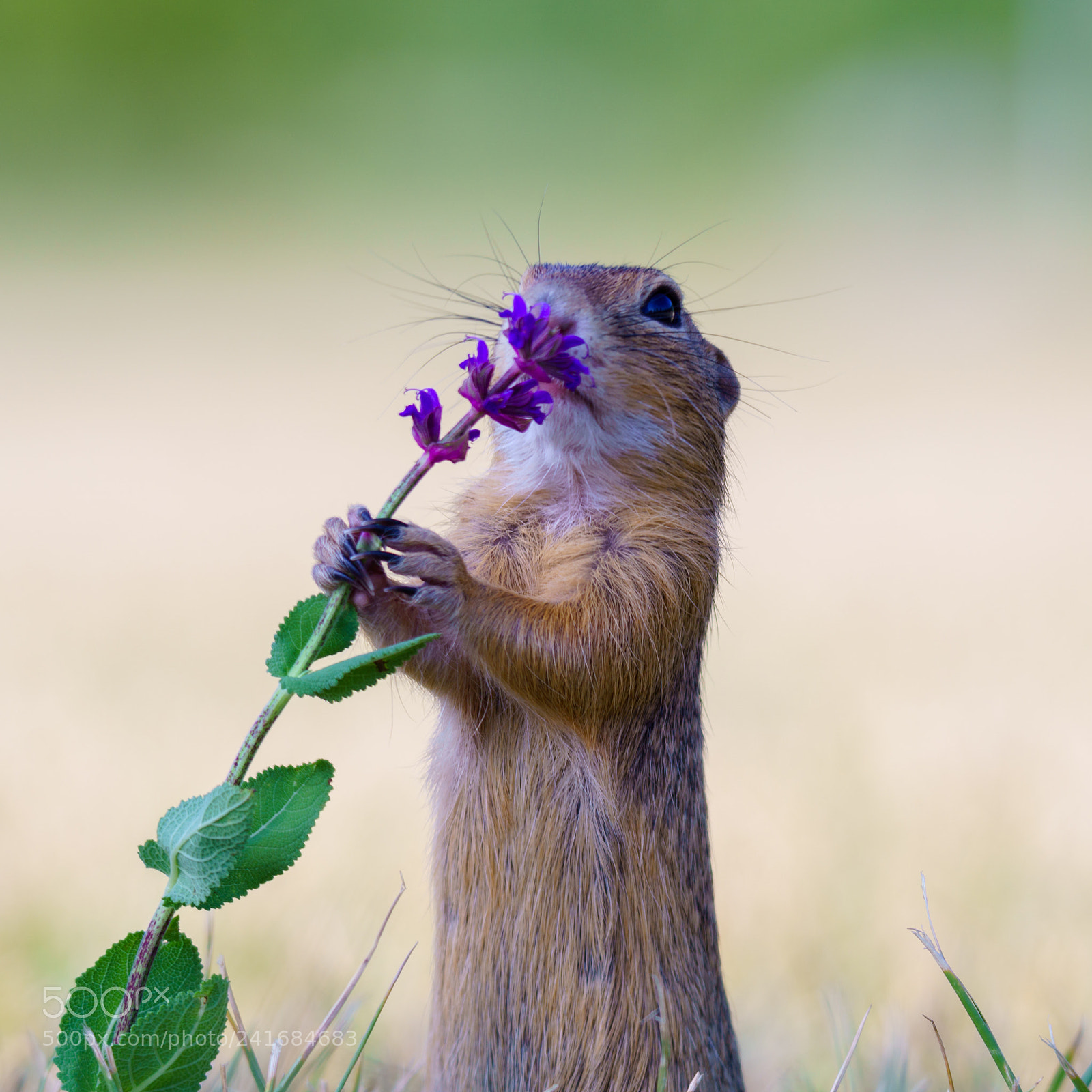Sony ILCA-77M2 sample photo. Cute ground squirrel photography