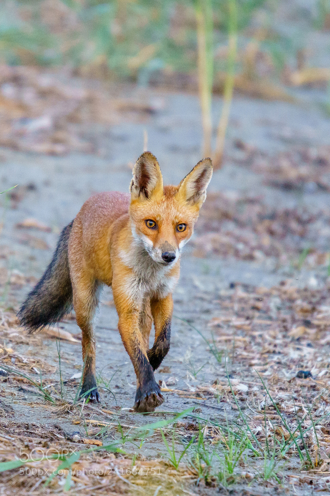 Sony ILCA-77M2 sample photo. Curious fox photography