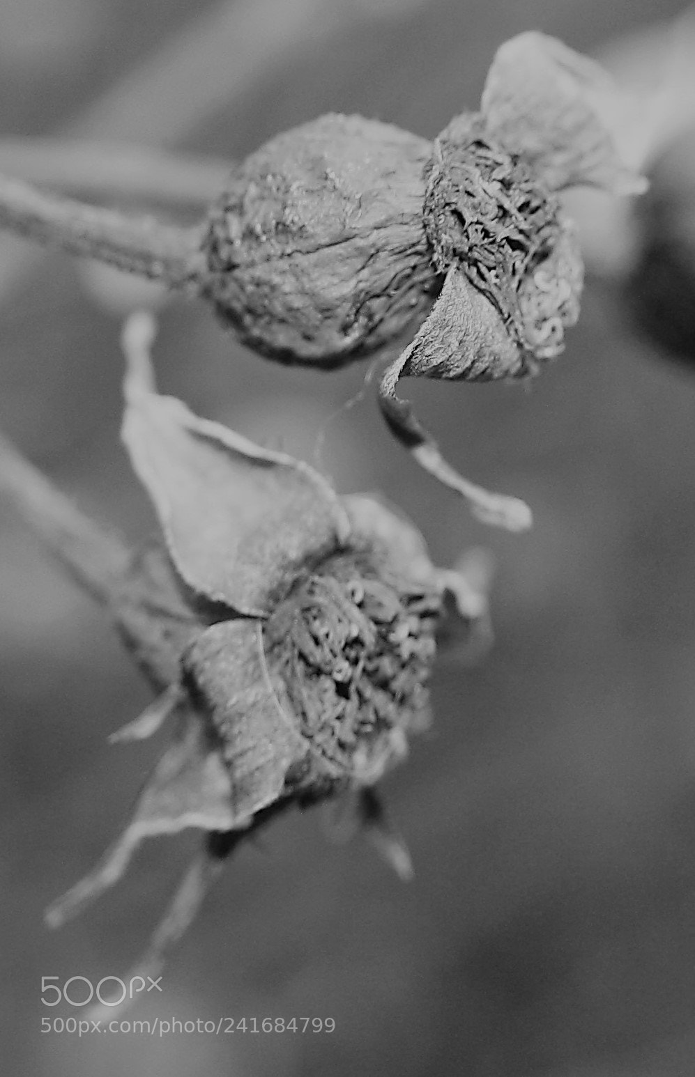 Canon EOS 1000D (EOS Digital Rebel XS / EOS Kiss F) sample photo. B/w 2 photography