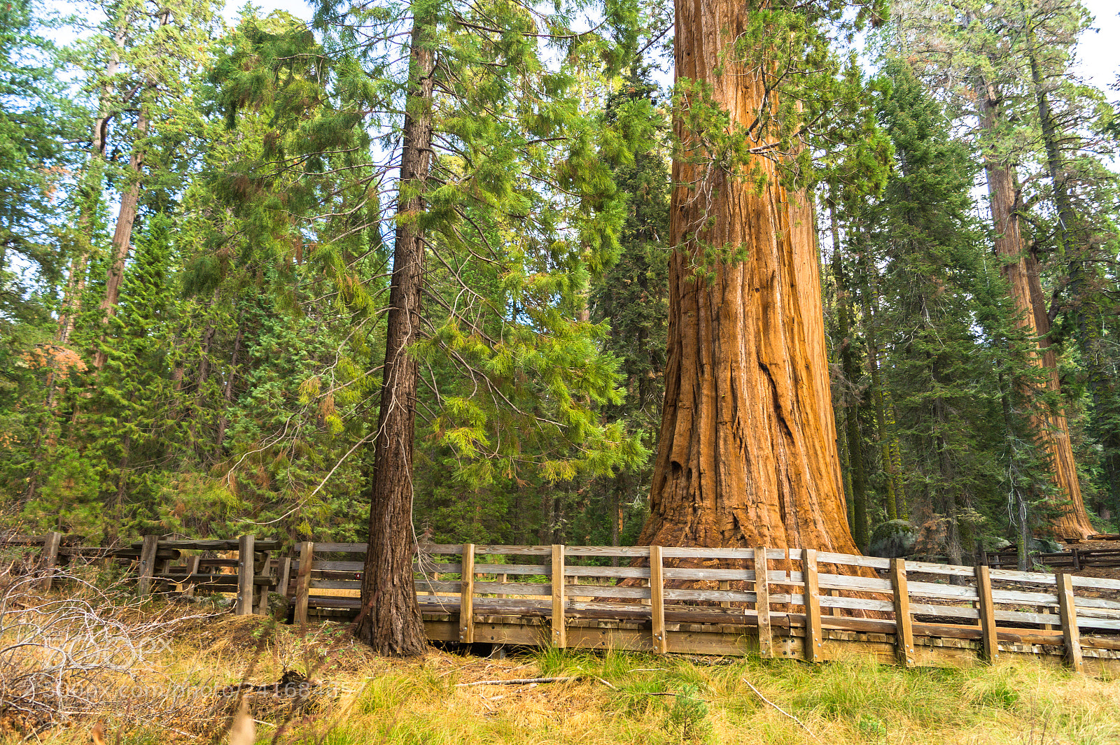 Sony SLT-A58 sample photo. Sequoia kings canyon national photography