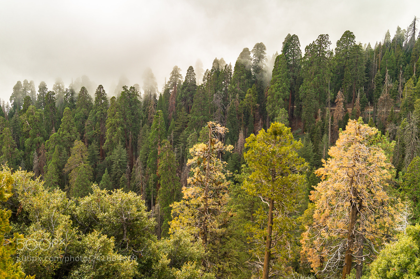 Sony SLT-A58 sample photo. Sequoia kings canyon national photography