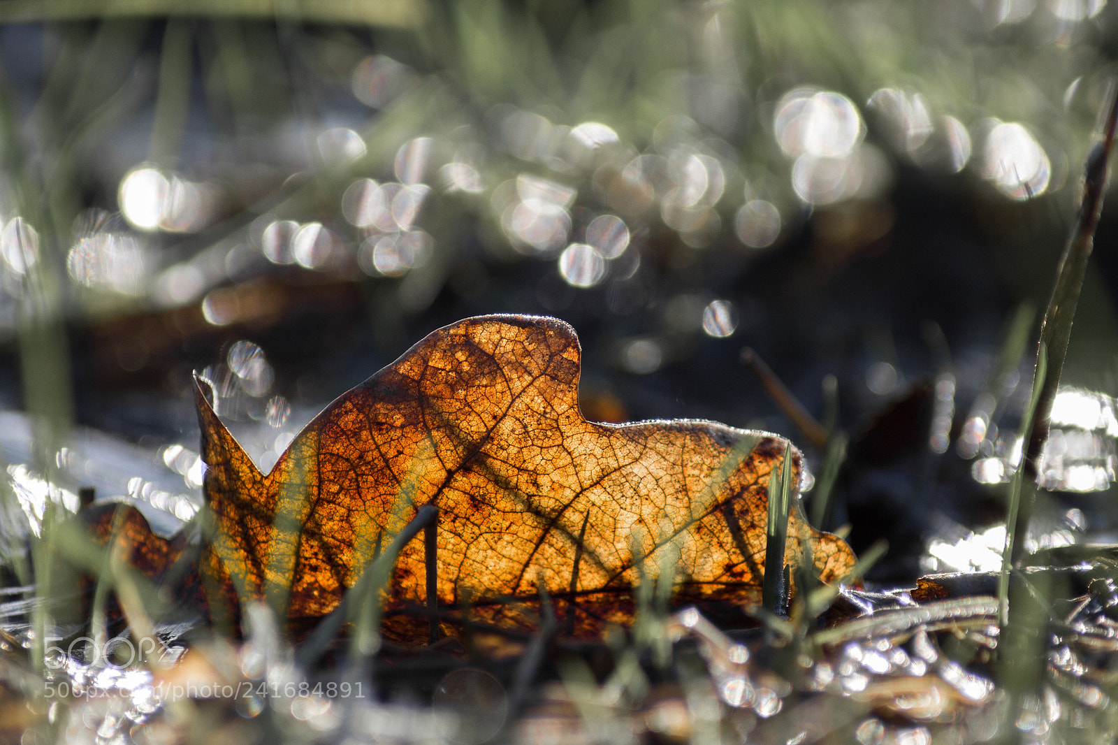Canon EOS 650D (EOS Rebel T4i / EOS Kiss X6i) sample photo. Leaf alone photography