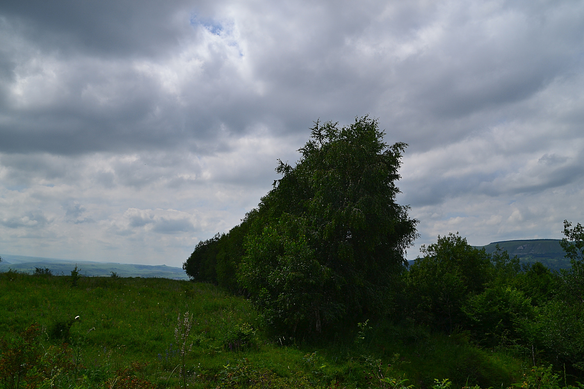 Nikon D3100 sample photo. Birch range on the plateau photography