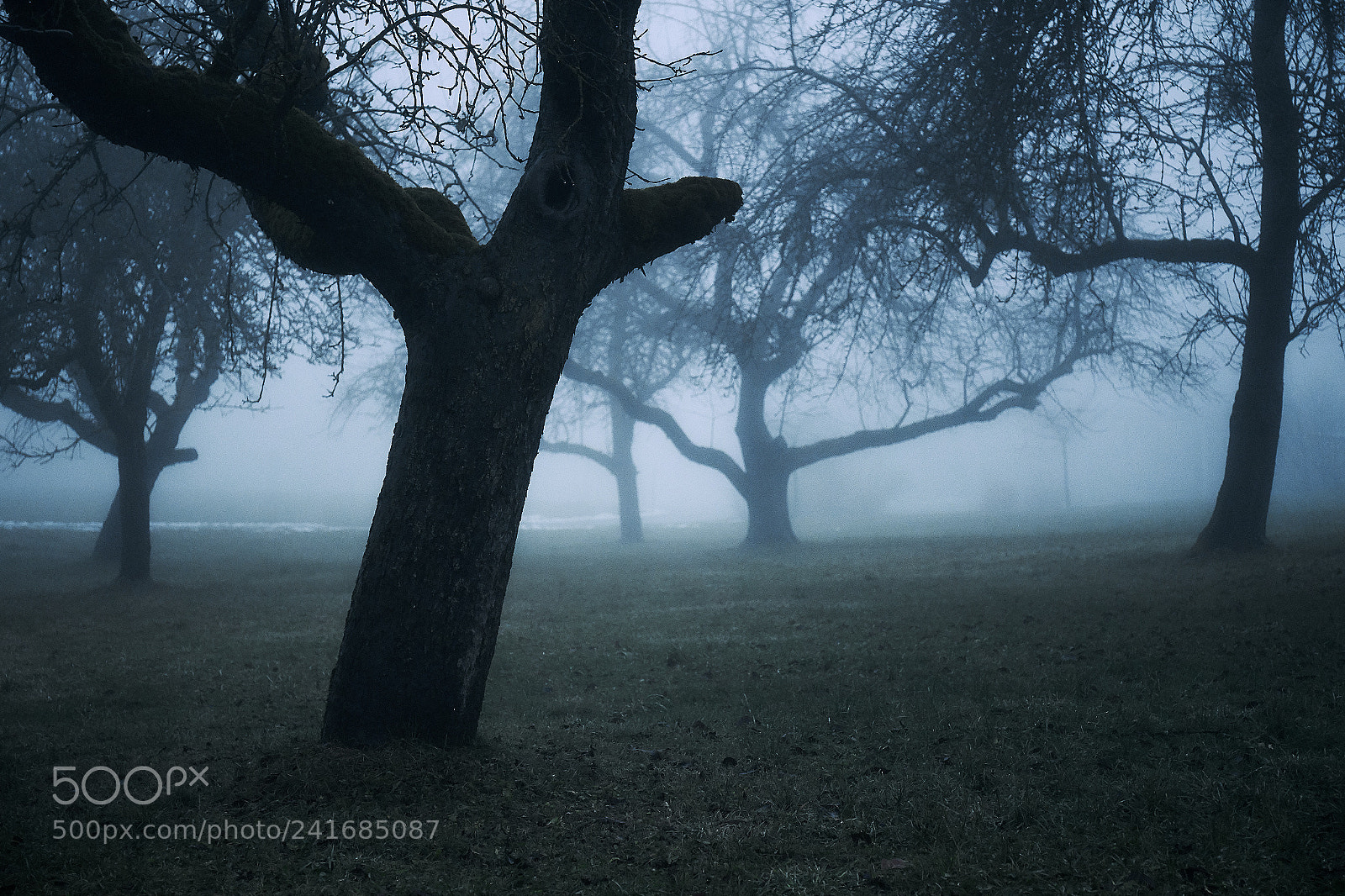 Sony a7 II sample photo. Moody morning photography