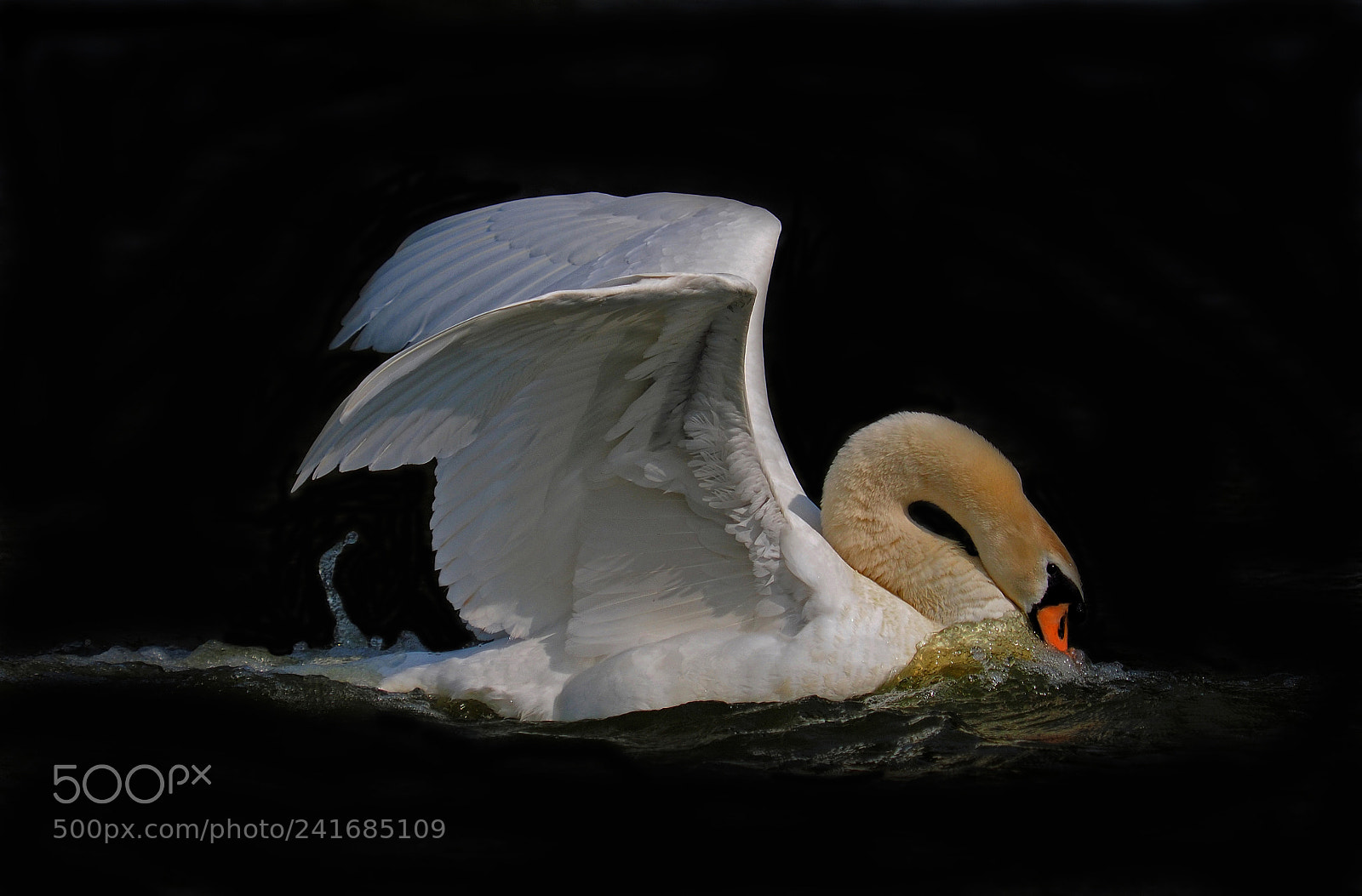 Olympus OM-D E-M1 sample photo. Graceful swan photography