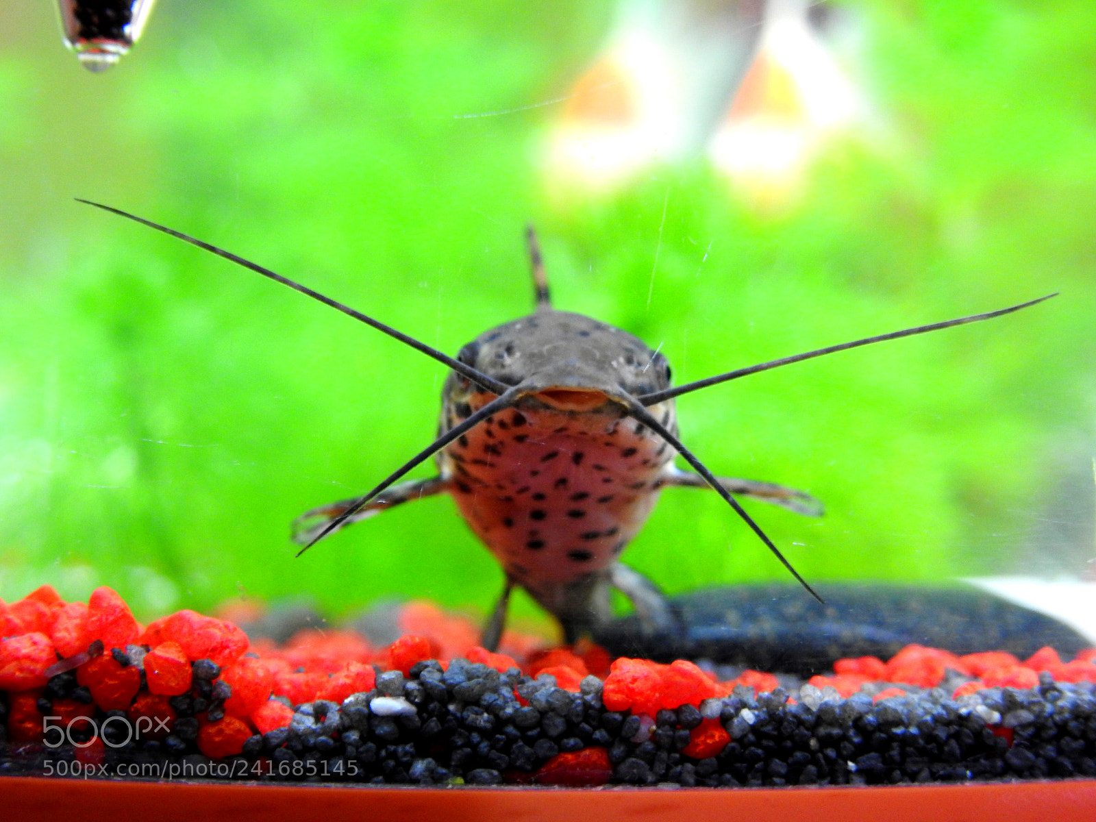 Nikon Coolpix P900 sample photo. Pictus catfish 3 photography
