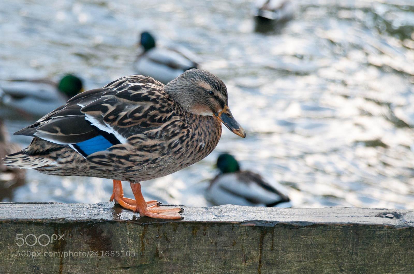 Nikon D300 sample photo. Female mallard photography