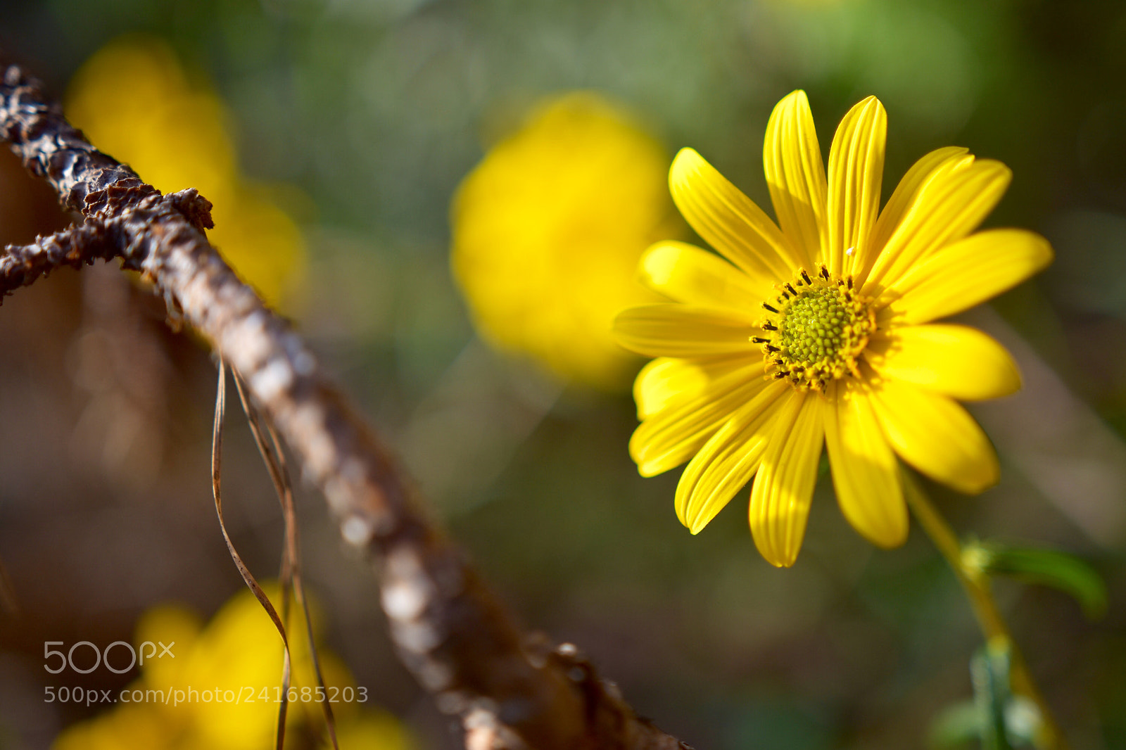 Nikon D7200 sample photo. Untitled photography