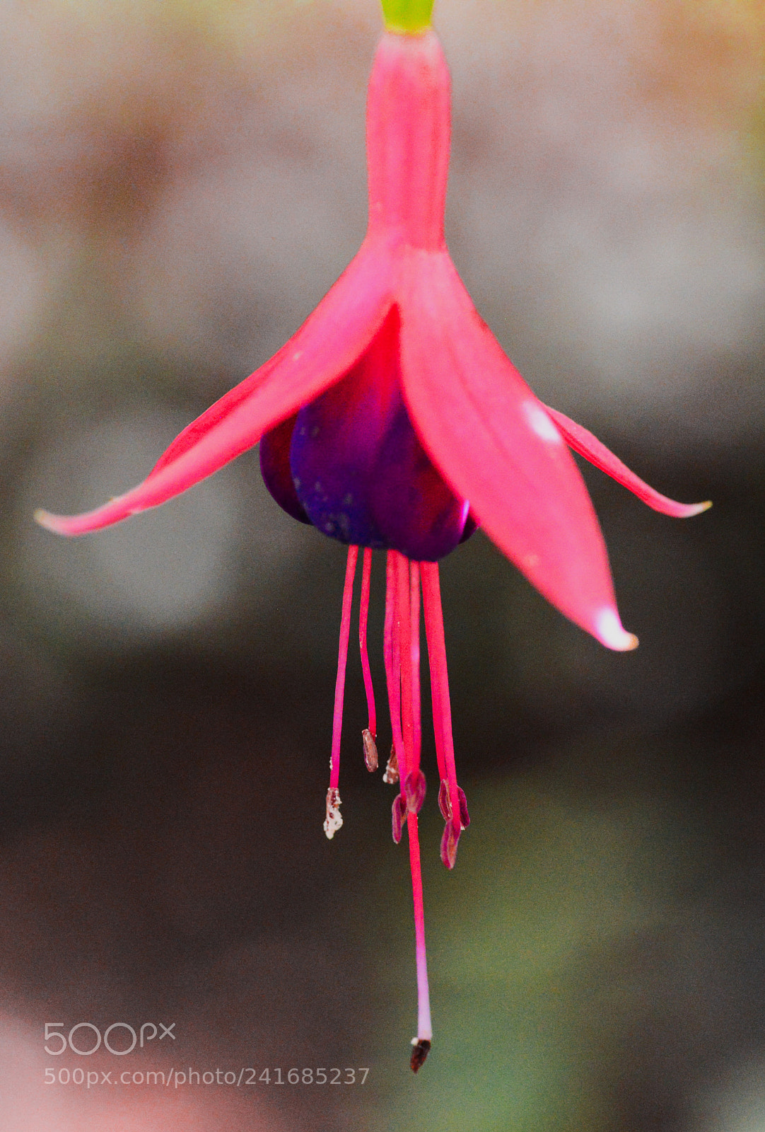 Nikon D600 sample photo. Botanical gardens macro photography