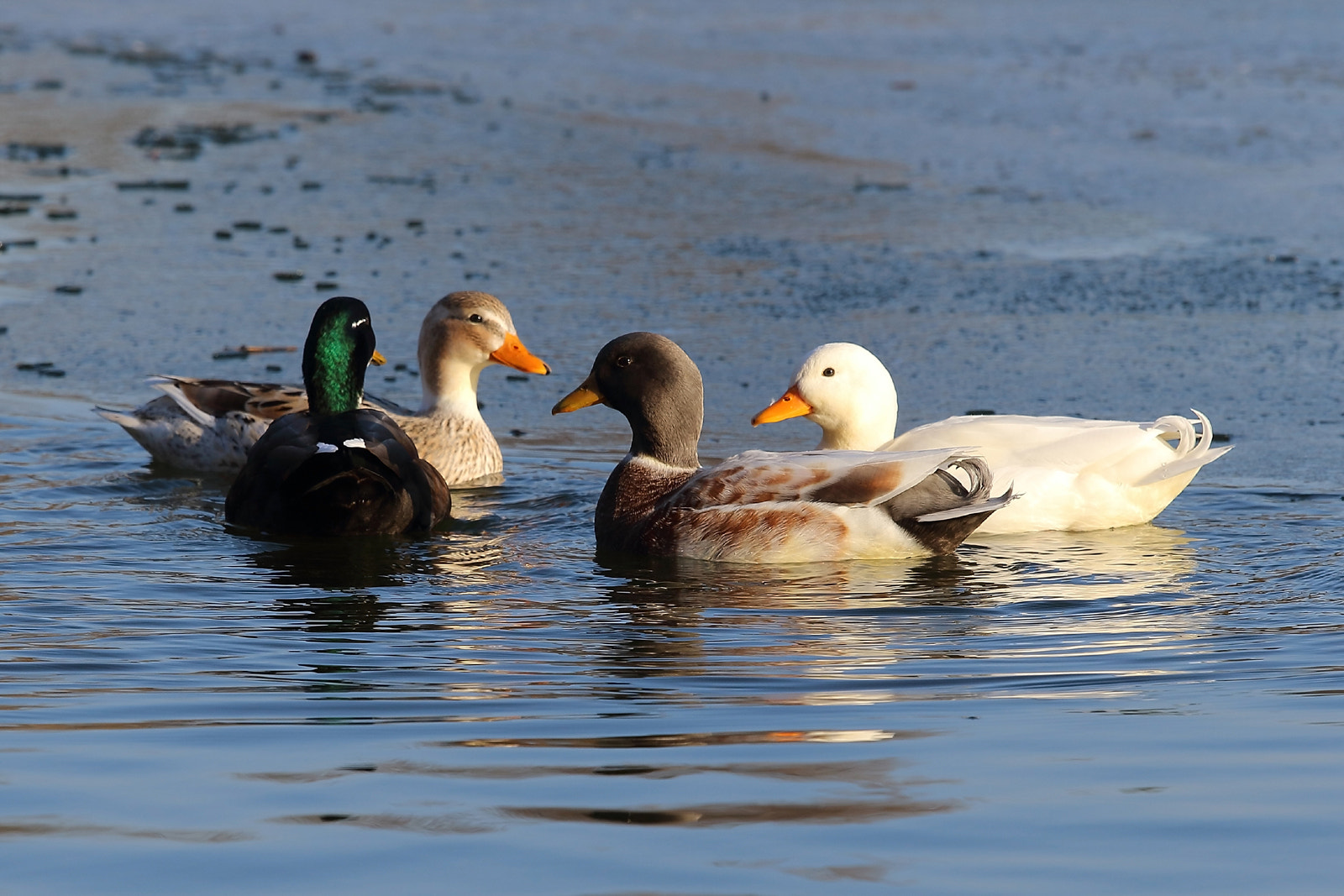 Canon EF 70-200mm F4L IS USM sample photo. Ducks photography