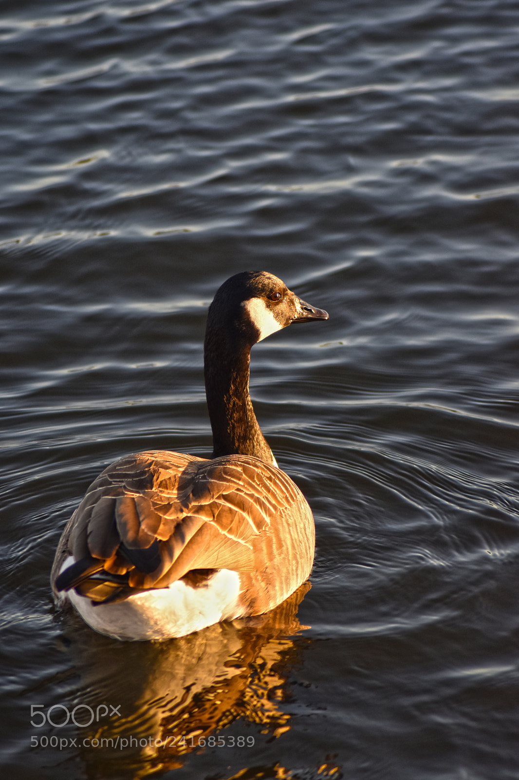 Nikon D5500 sample photo. Duck on a sunset photography