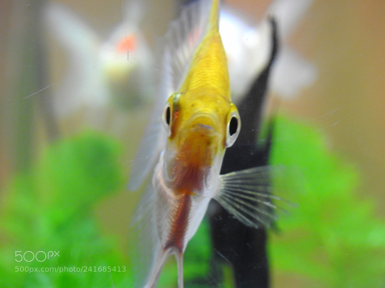 Nikon Coolpix P900 sample photo. Angel fish 2 photography