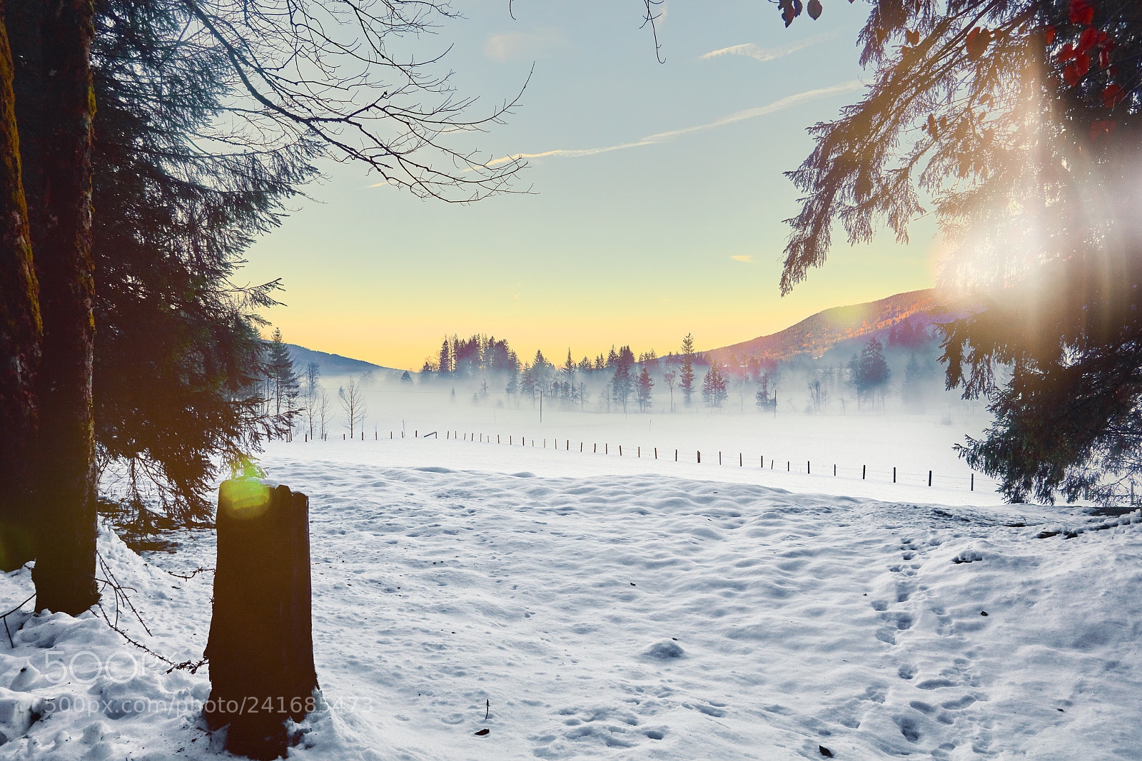 Canon EOS 5DS R sample photo. Snowy forrest photography