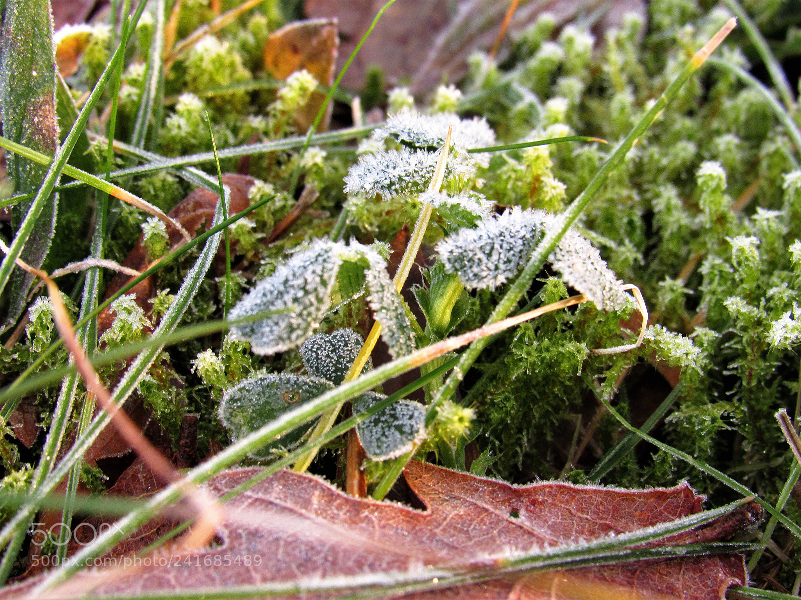 Canon PowerShot SX530 HS sample photo. Iced photography